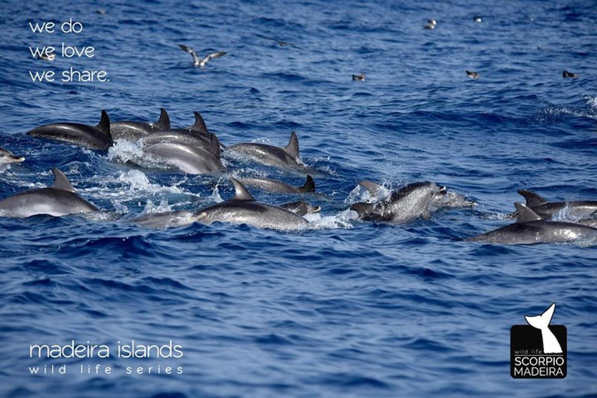 a group of dolphins swimming in the water