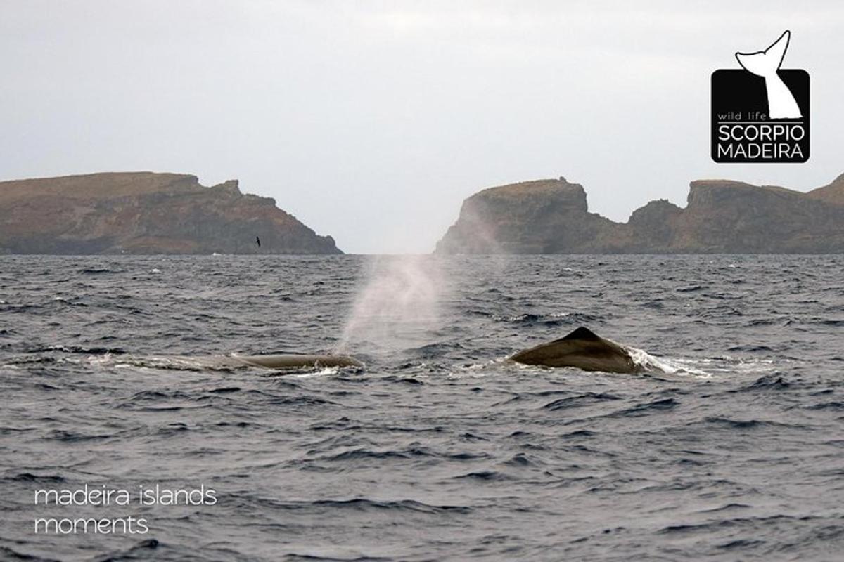 a pair of whales in the water with mountains in the background