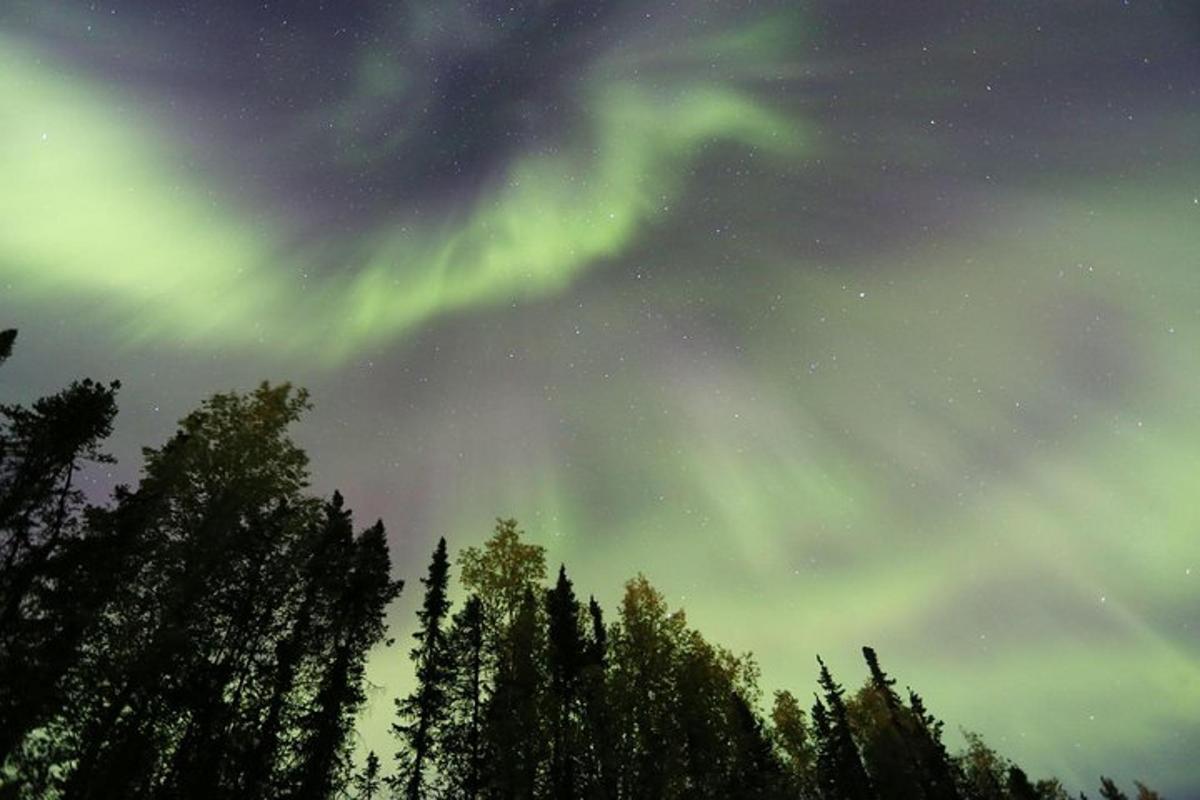 un'aurora boreale nel cielo sopra alcuni alberi