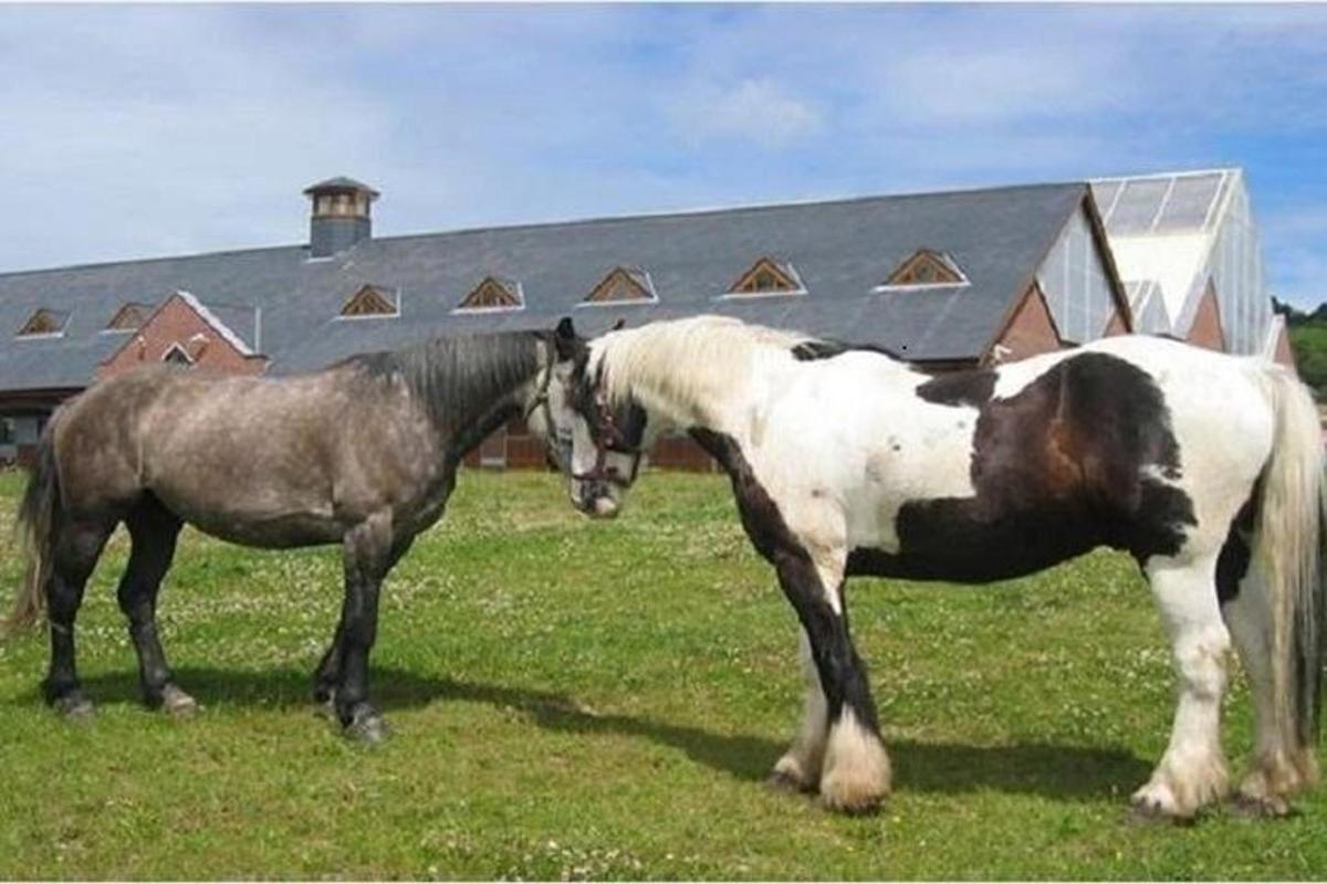 Dos caballos parados uno al lado del otro en un campo