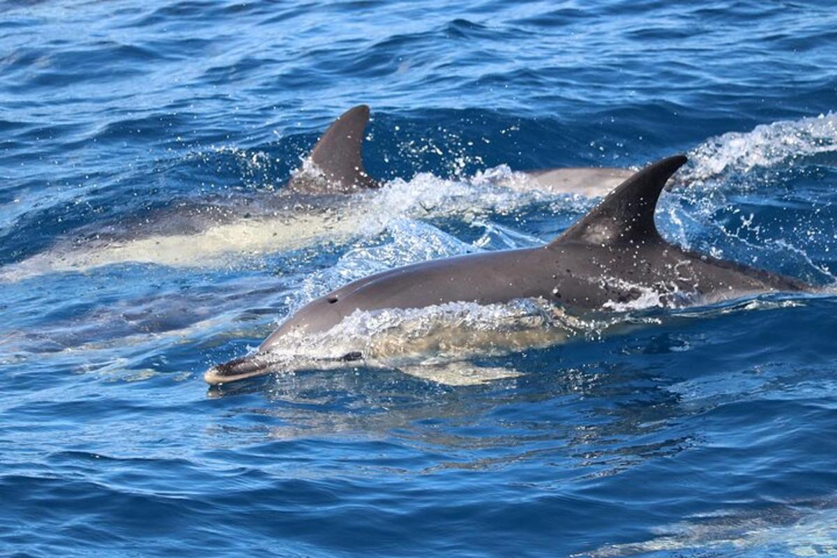 una pareja de delfines nadando en el agua