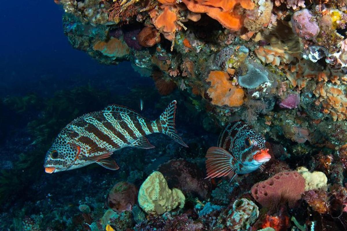 dua ikan di dalam air berhampiran terumbu karang