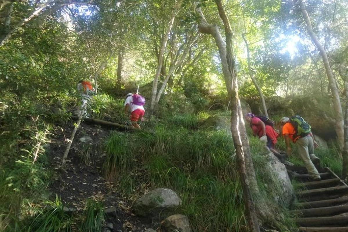 een groep mensen die over een pad in het bos loopt