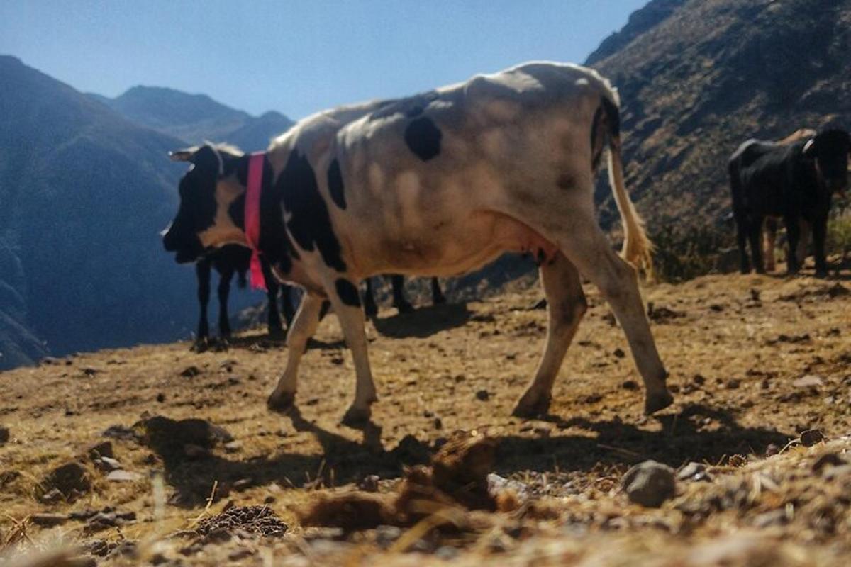 una mucca che cammina sulla cima di una montagna