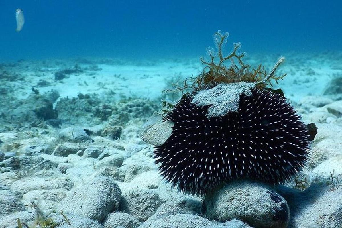mořský živočich sedící na dně oceánu