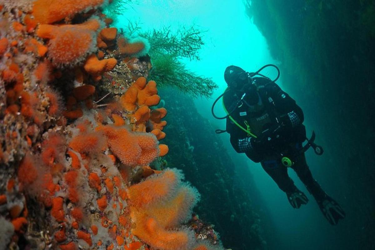 a person swimming next to a coral reef