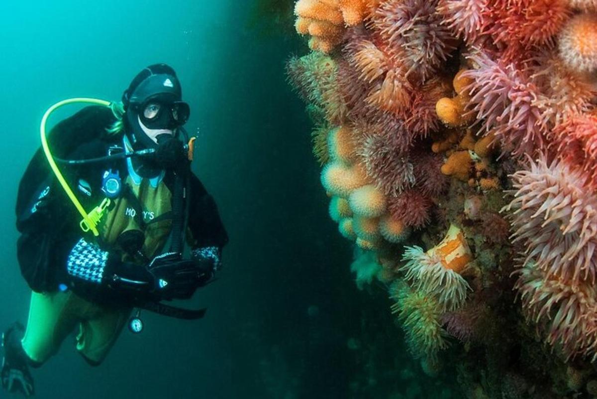 a diver in the water next to a coral