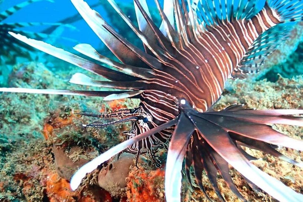 a lionfish on a reef in the ocean