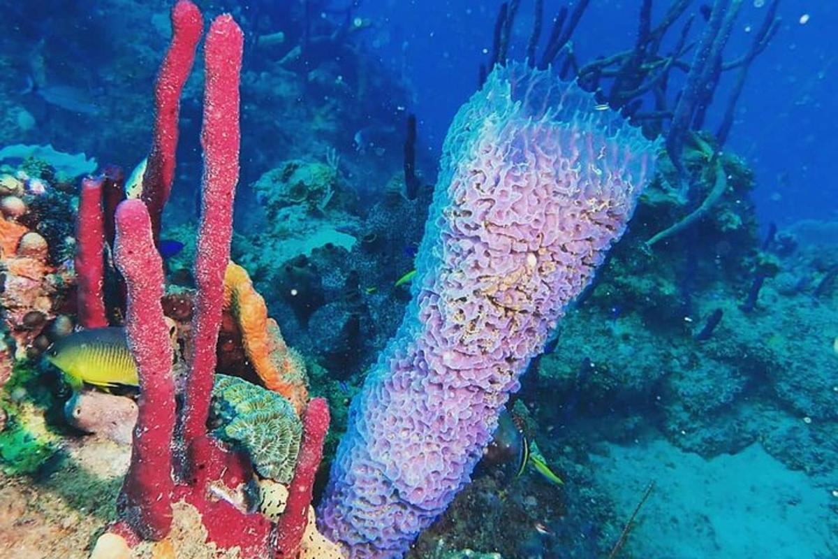 a group of colorful corals and fish in the ocean