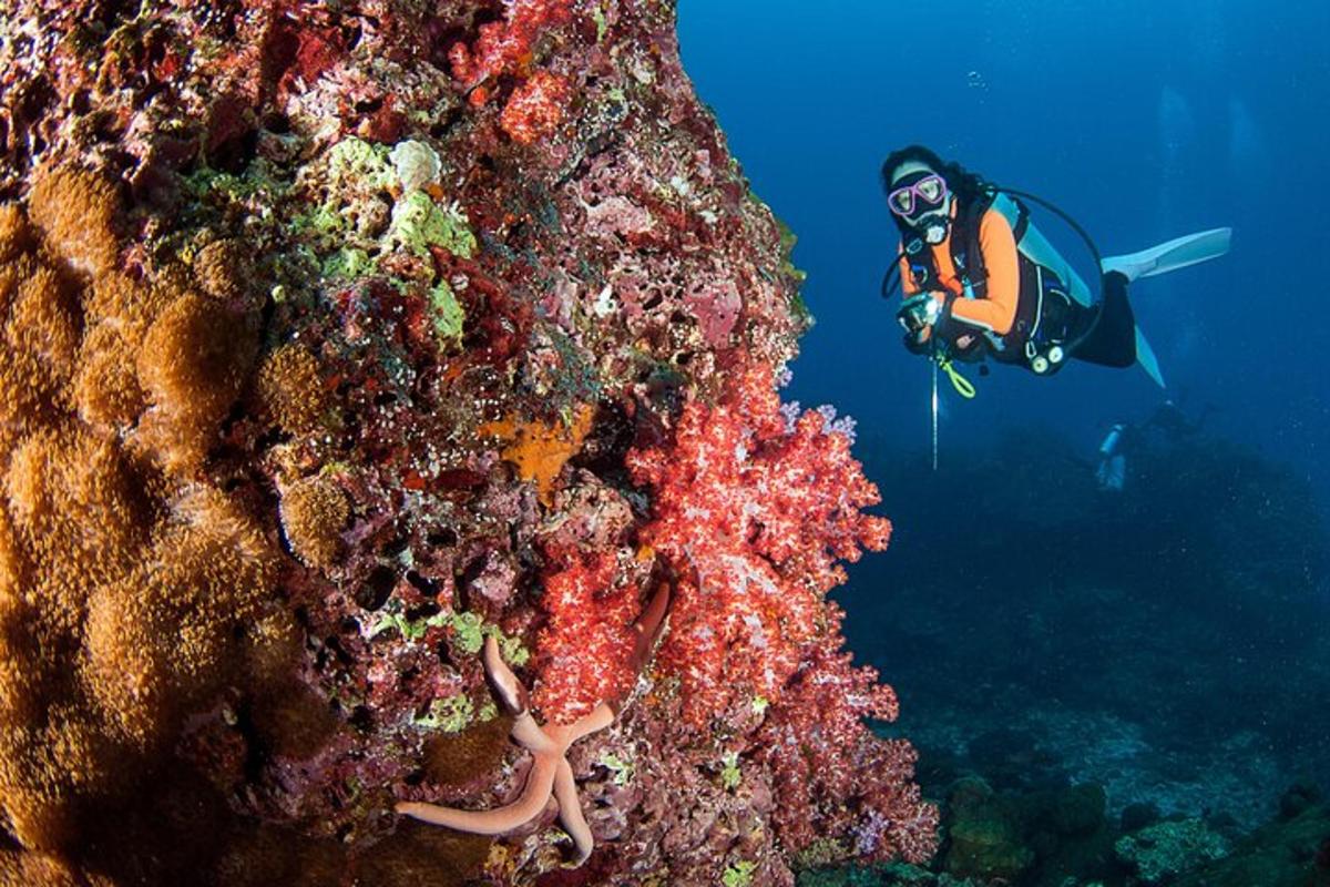 a person in the ocean next to a coral reef