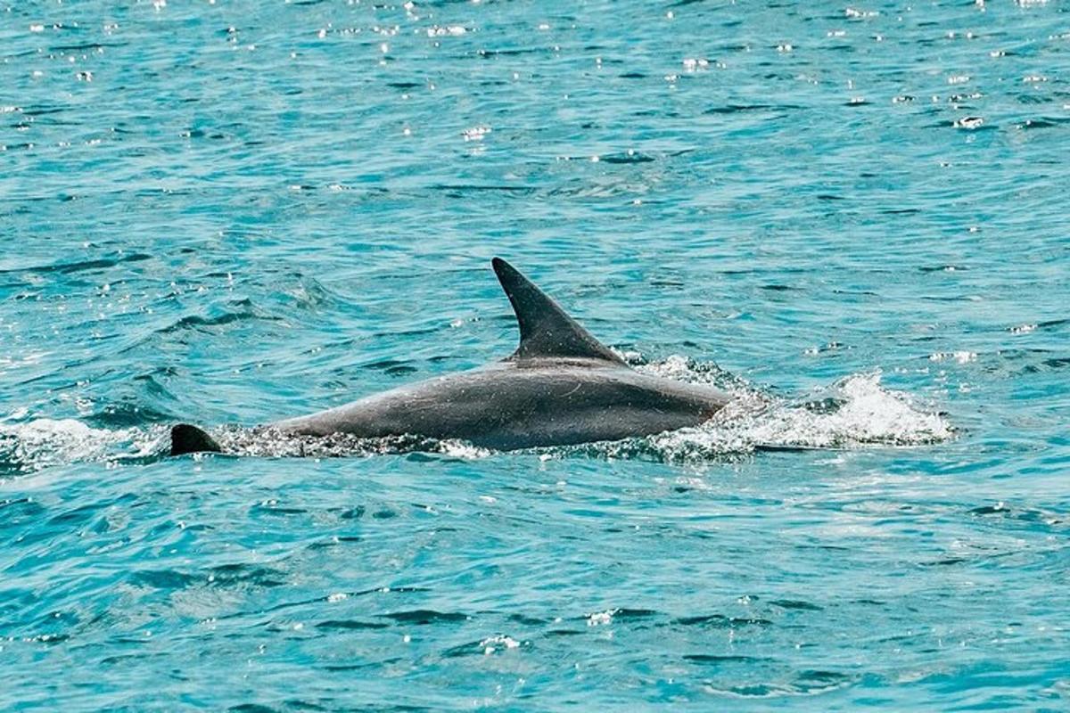 isang dolphin na lumalangoy sa isang anyong tubig