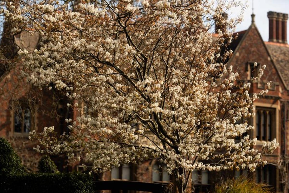 a tree with white flowers in front of a building