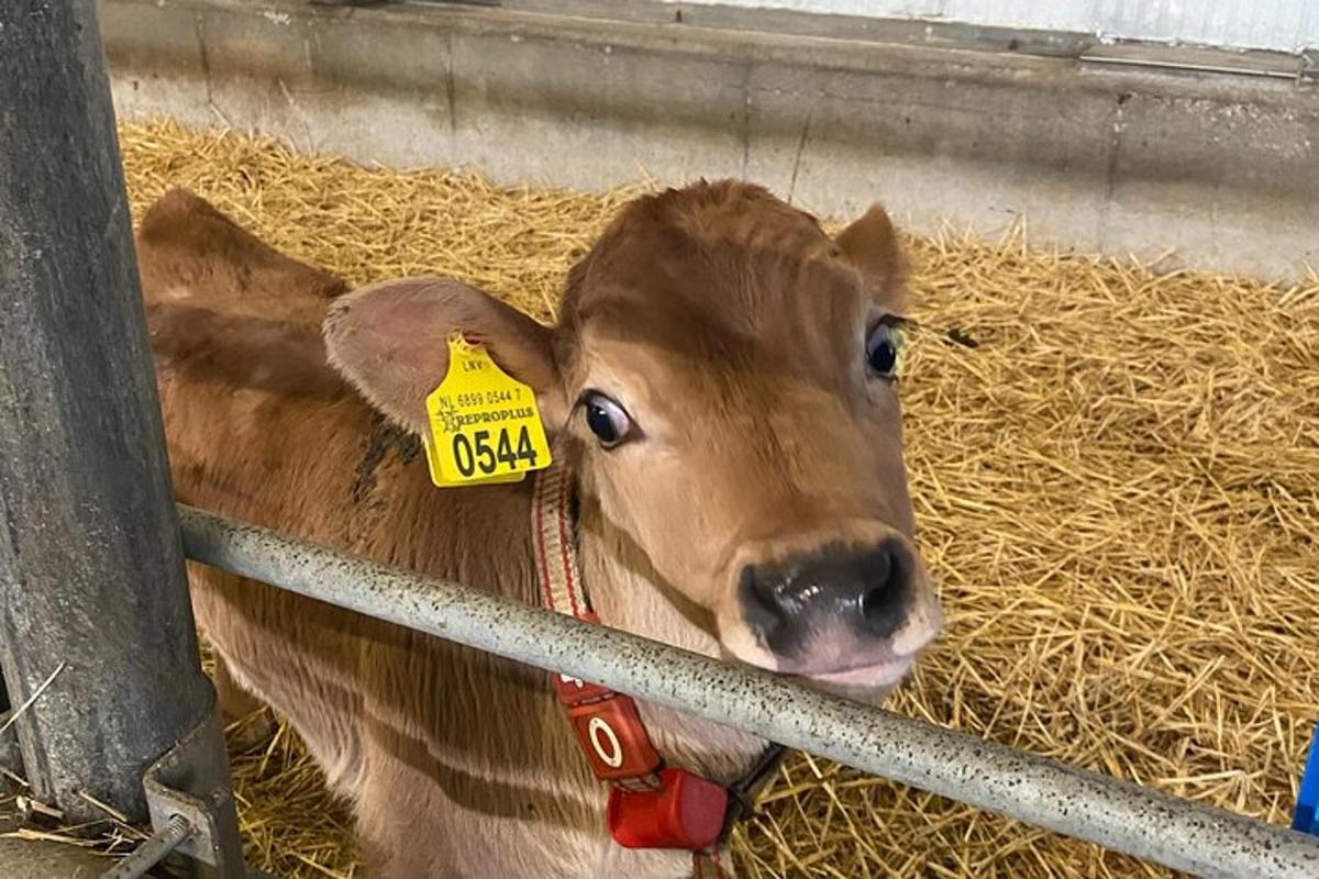 seekor lembu coklat dengan tag kuning di telinganya