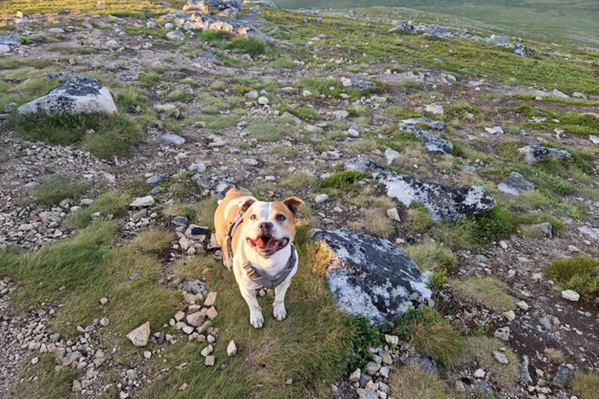 um cachorro caminhando em um campo com pedras e grama