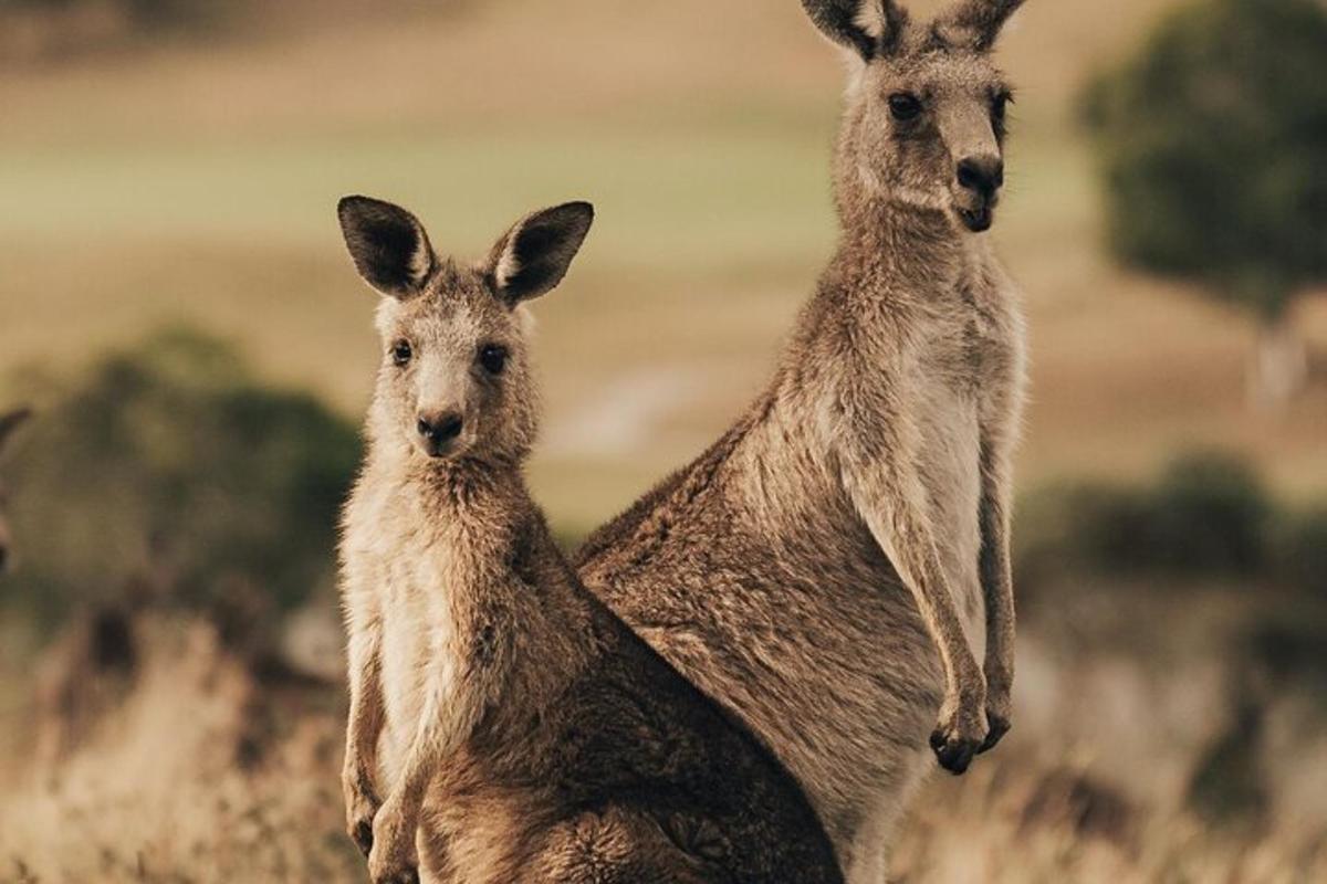 ba con kangaroo đứng cạnh nhau