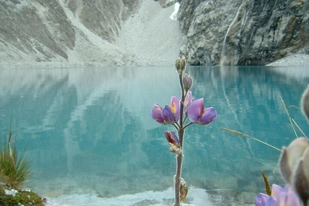 a flower in front of a body of water