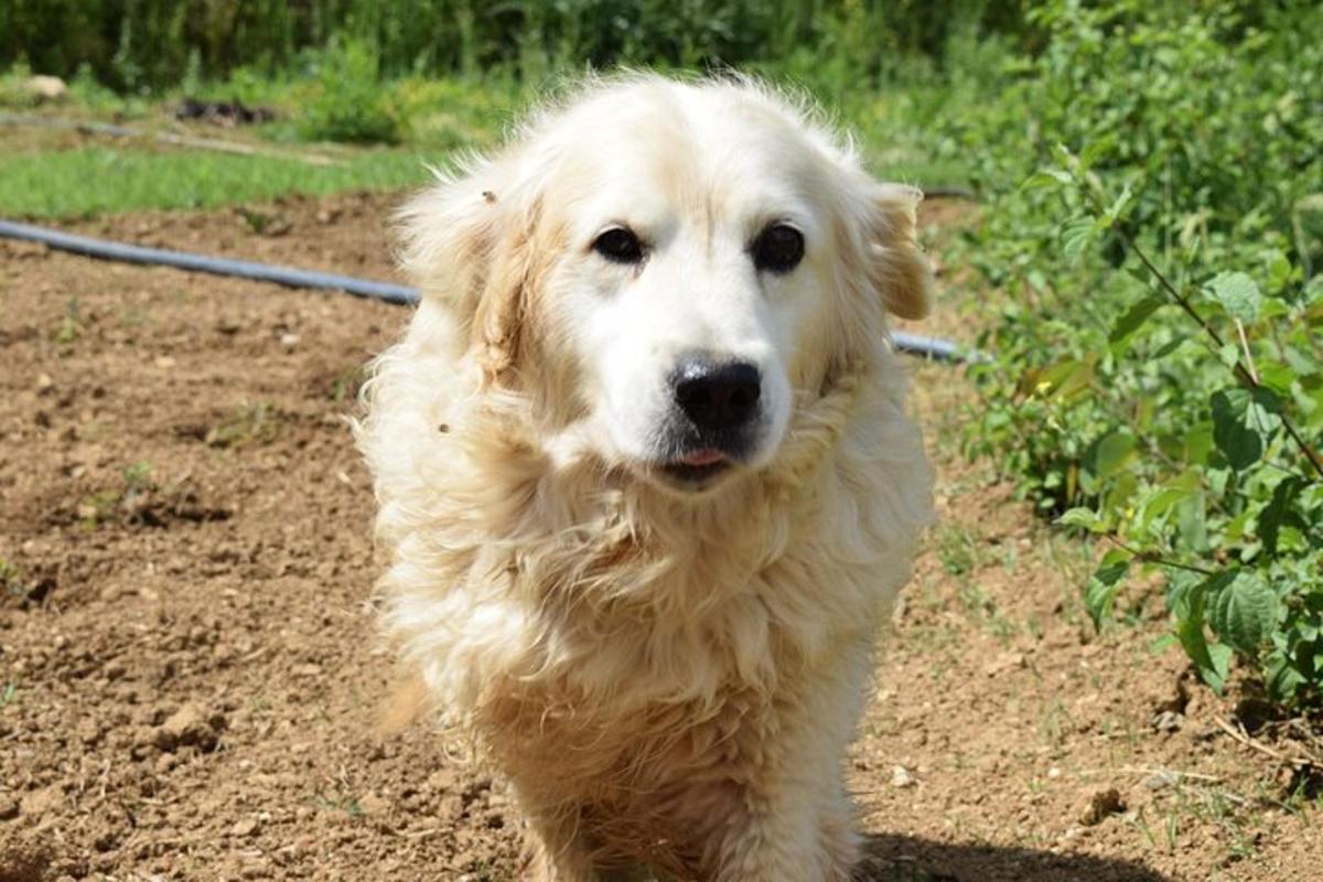 bílý pes kráčející po hliněném poli