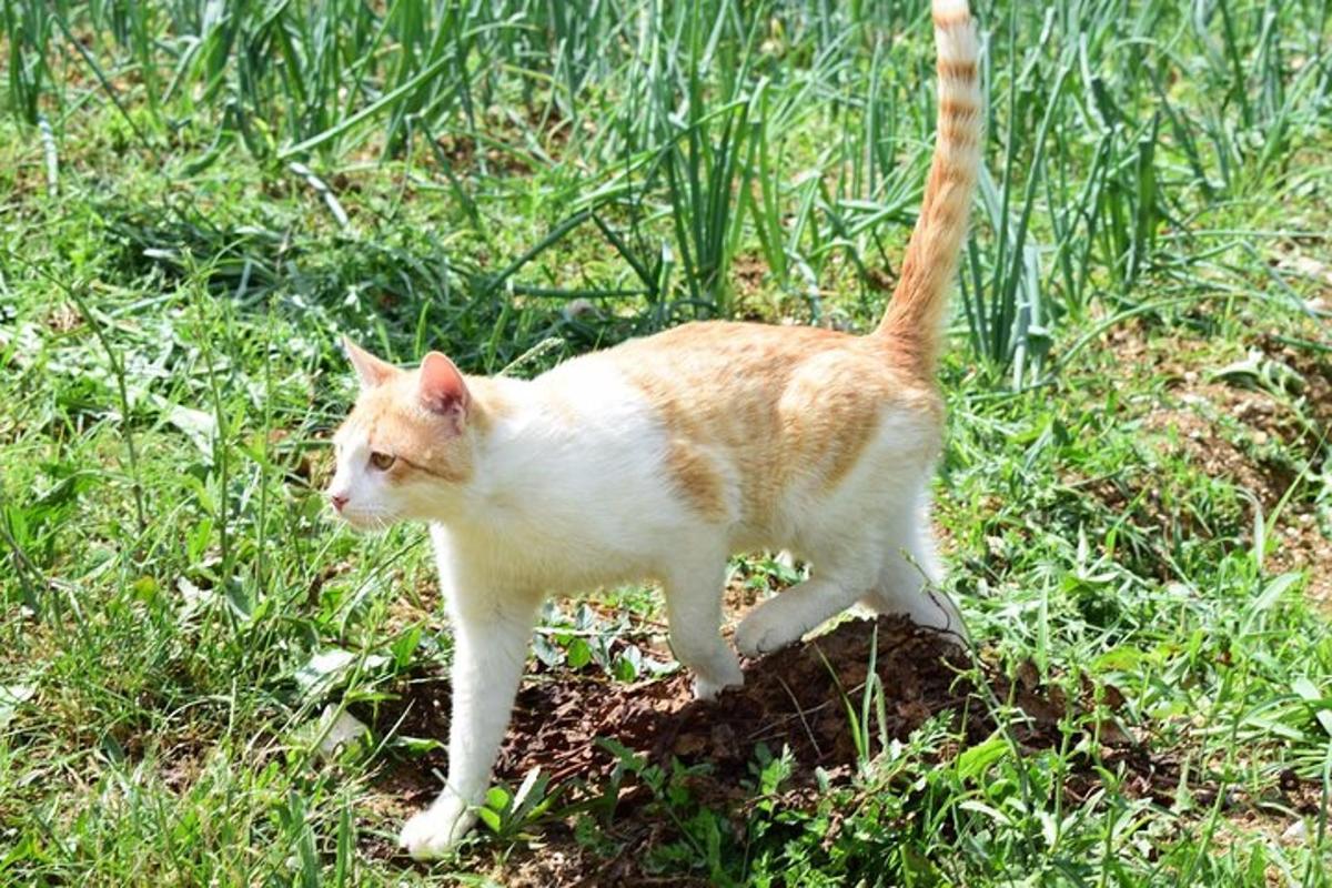 oranžovobílá kočka procházející se v trávě