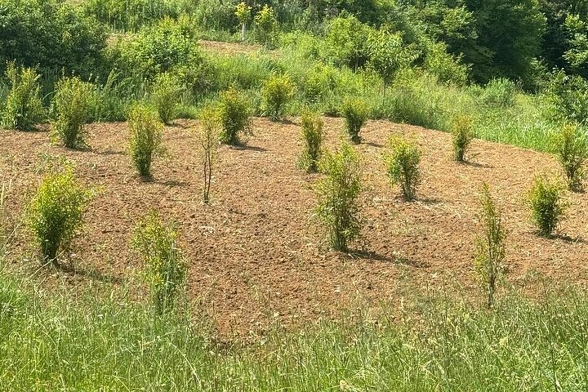 řada rostlin v travnatém poli