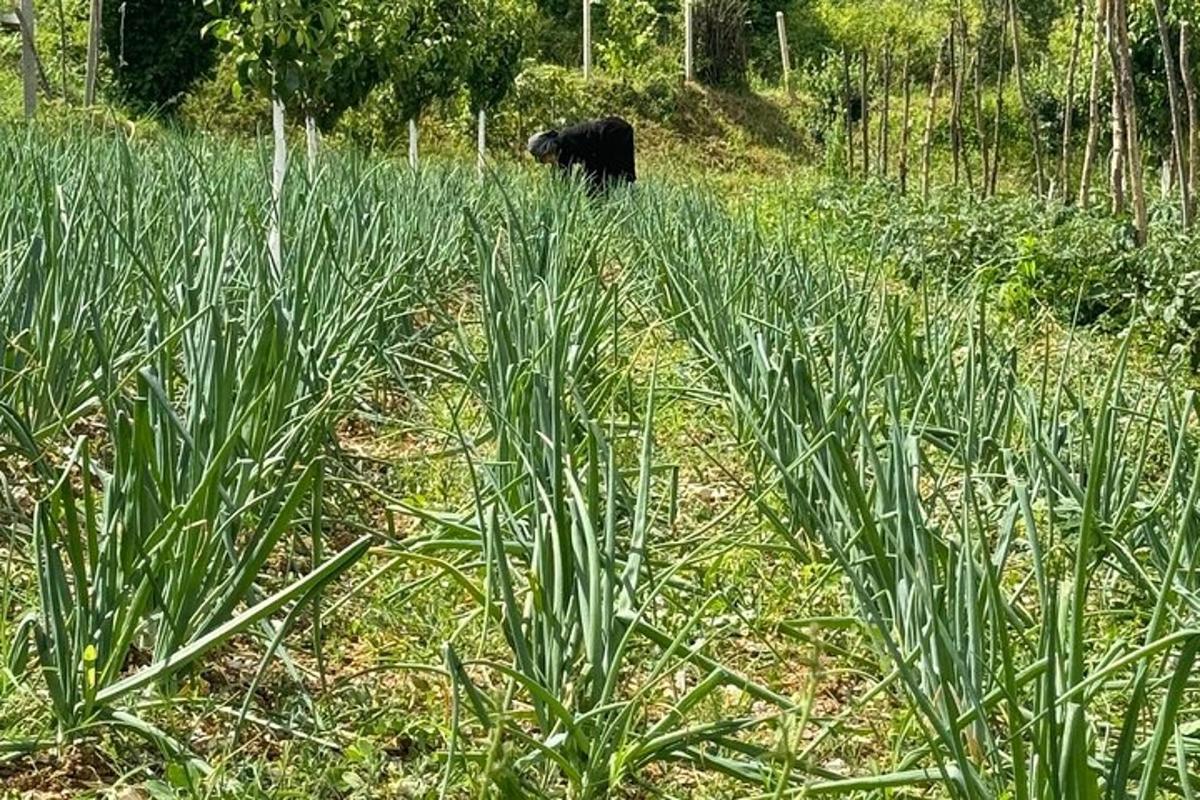 černý medvěd procházející se polem vysoké trávy