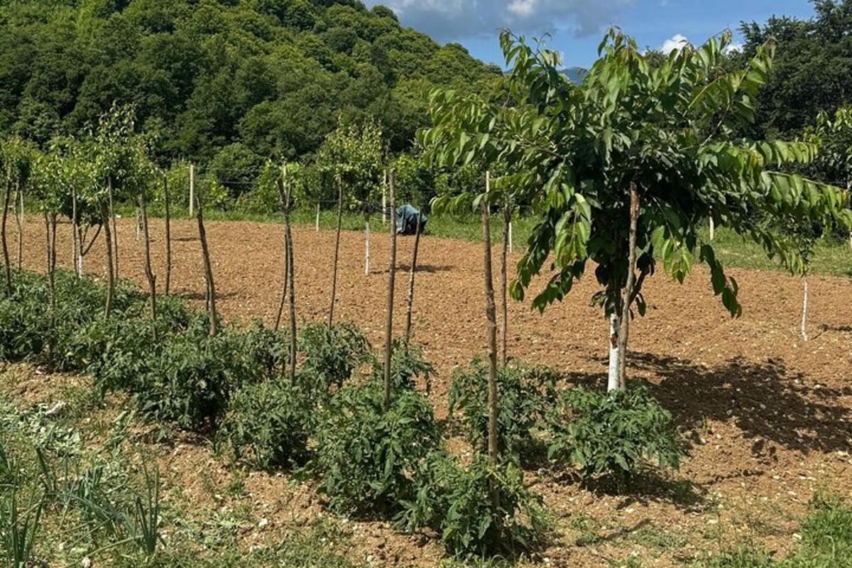 řada rostlin na poli se stromem