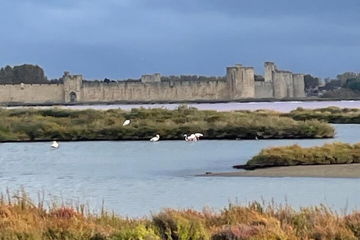 due fenicotteri in piedi in un fiume con un castello sullo sfondo