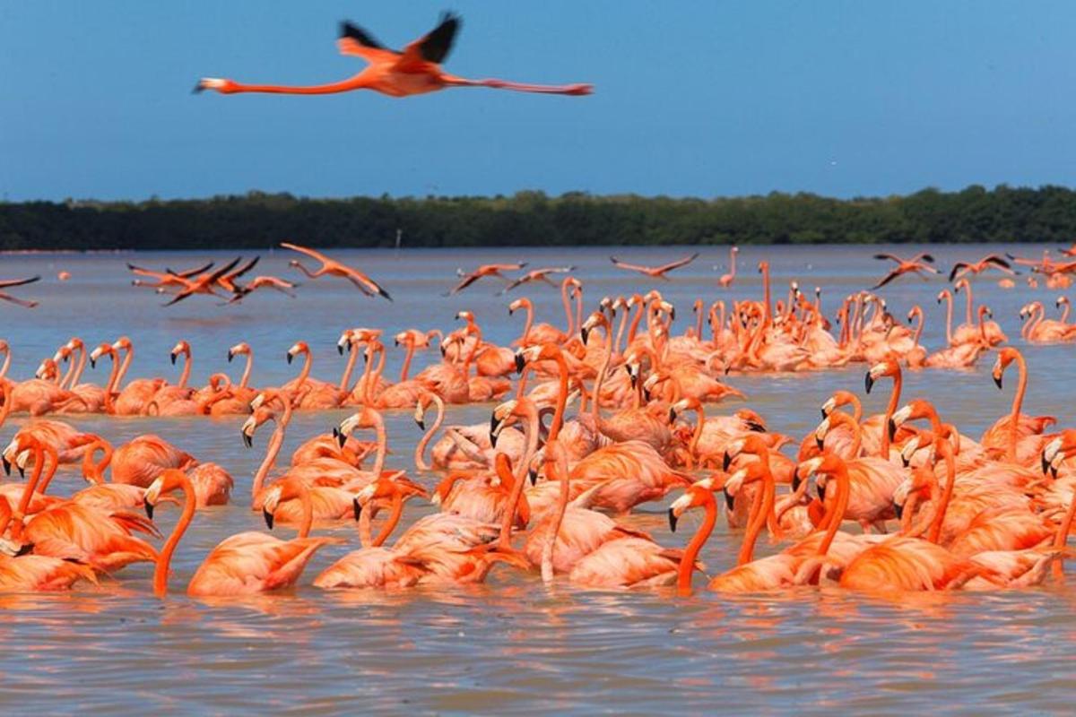 sekawan besar flamingo merah jambu di dalam air