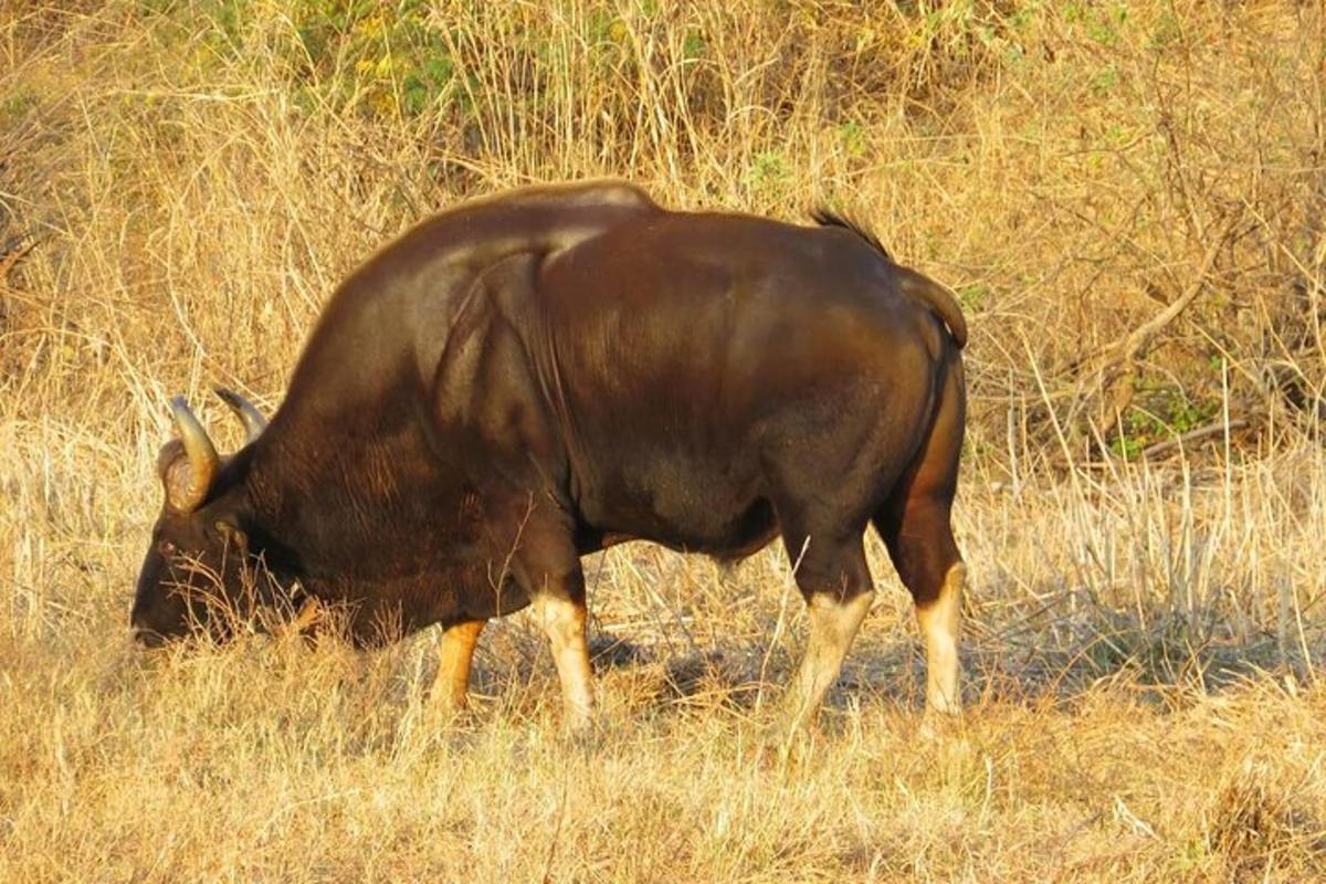 a brown bull grazing in a field of tall grass