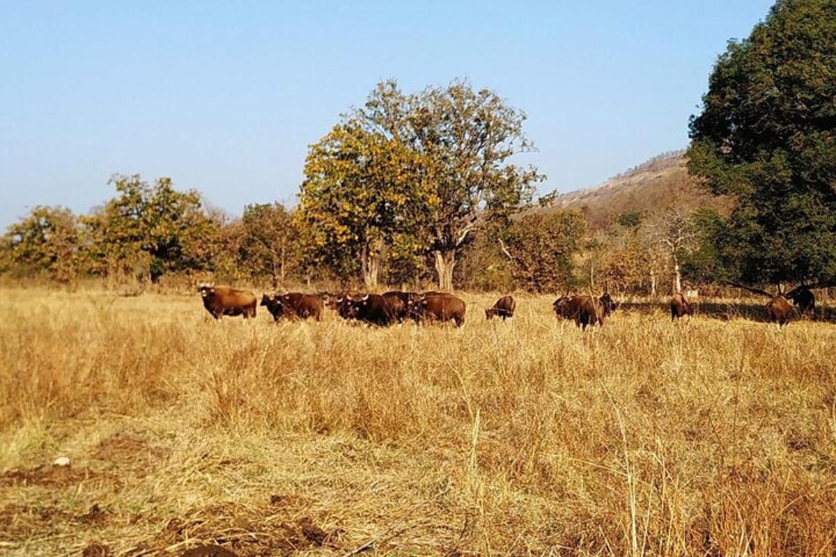 a herd of cows walking in a field