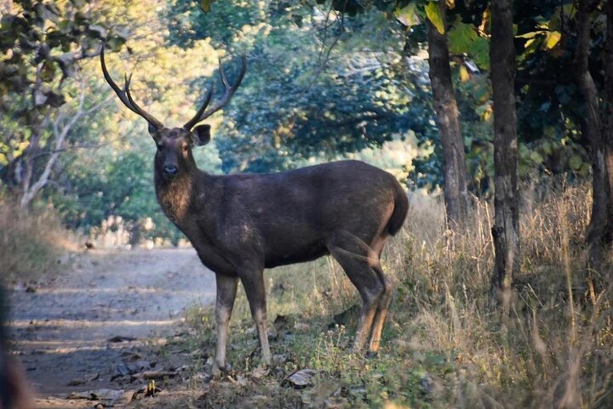 a large antelope standing on a dirt road