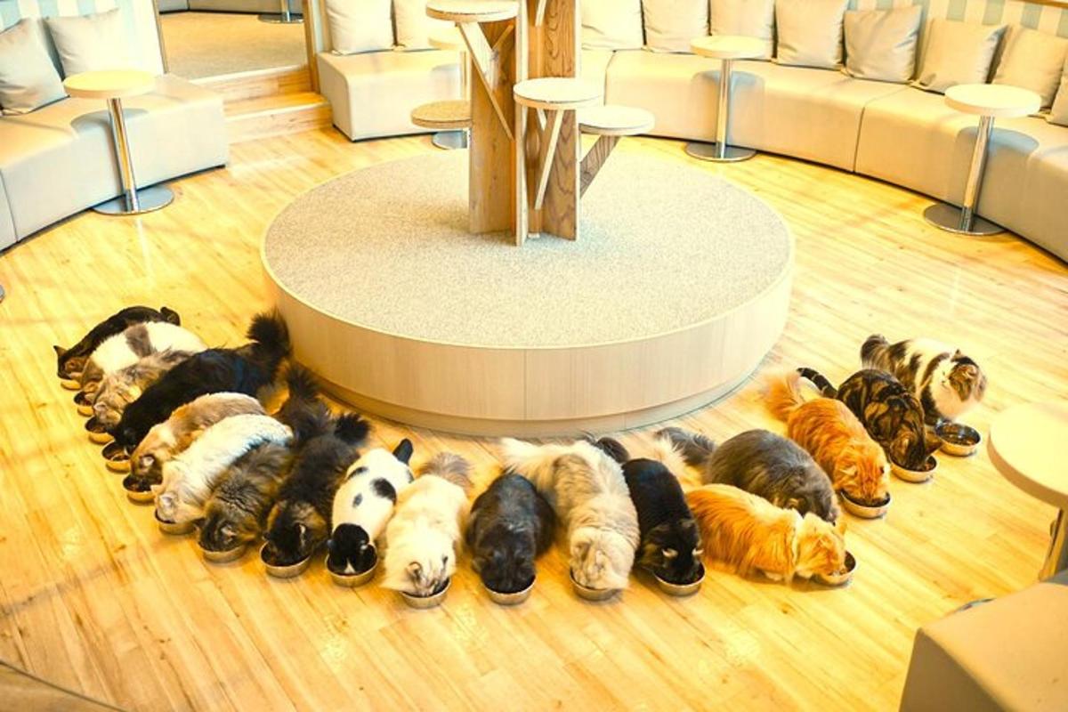 bir odada yerde yatan bir grup köpek