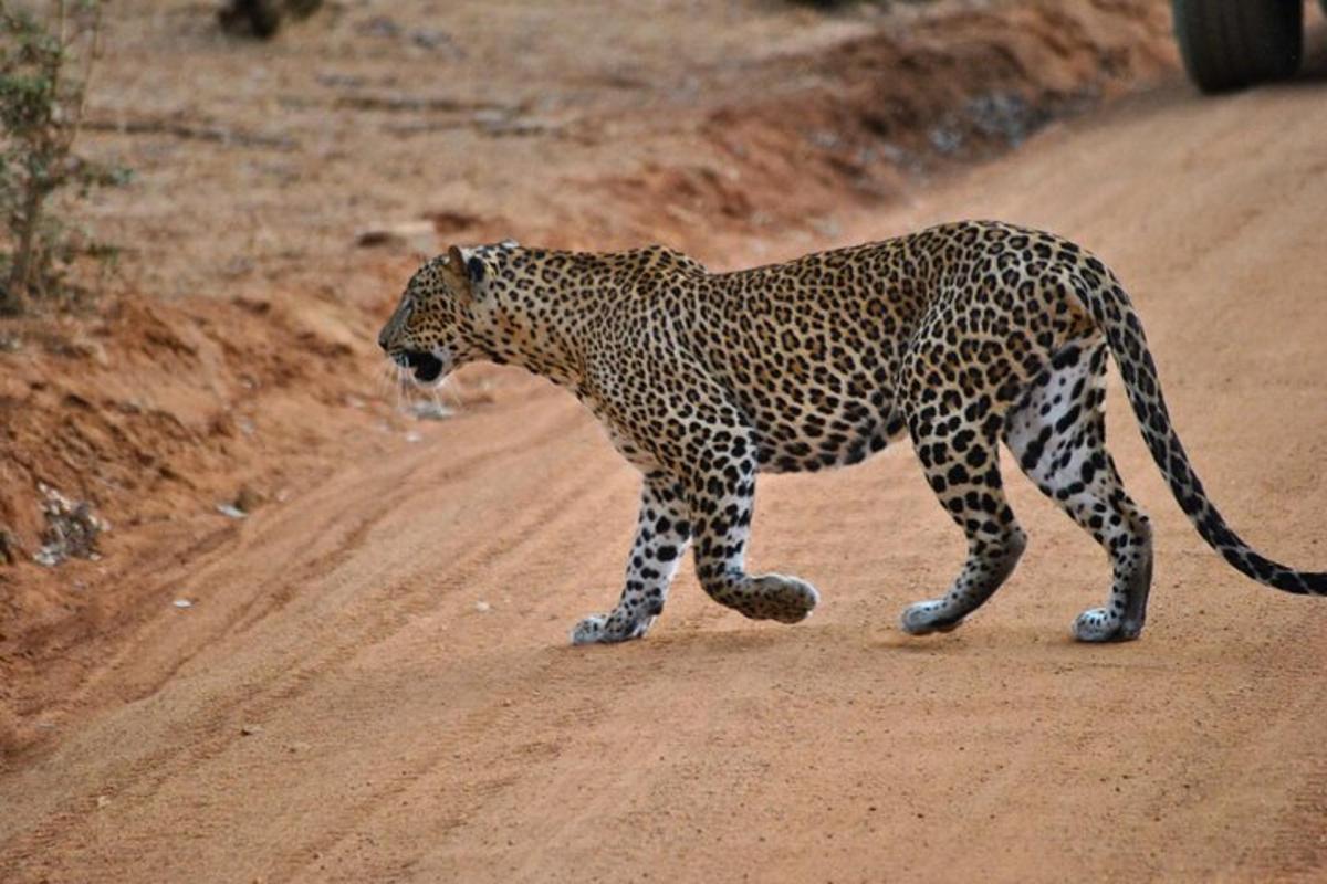 leopard, ki hodi po makadamski cesti