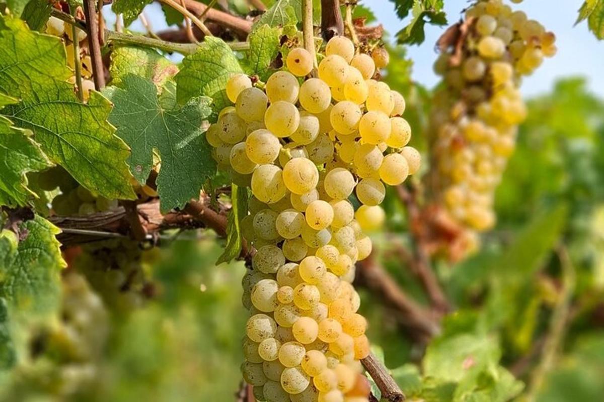 Un racimo de uvas blancas colgando de un árbol