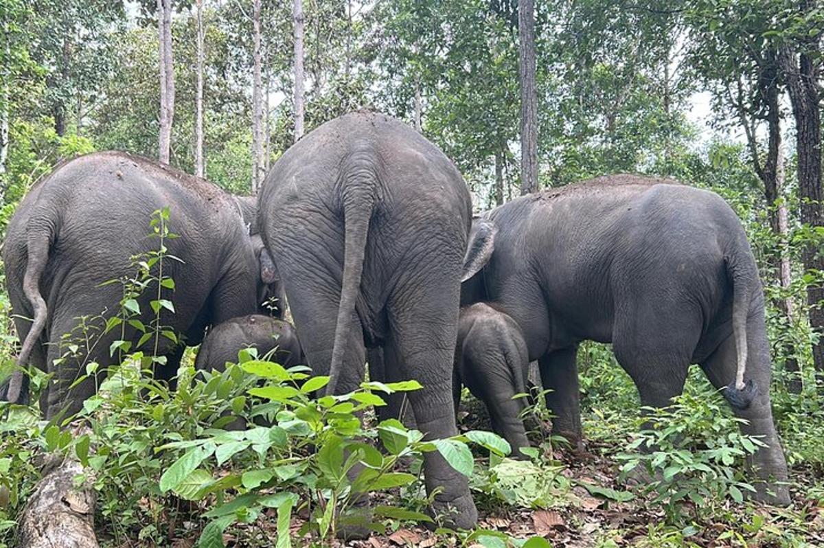 a group of elephants standing in a forest