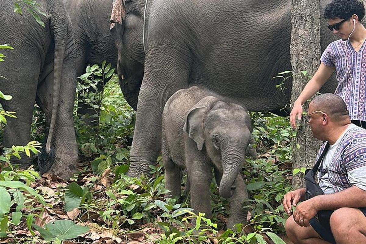 a baby elephant standing next to a group of elephants