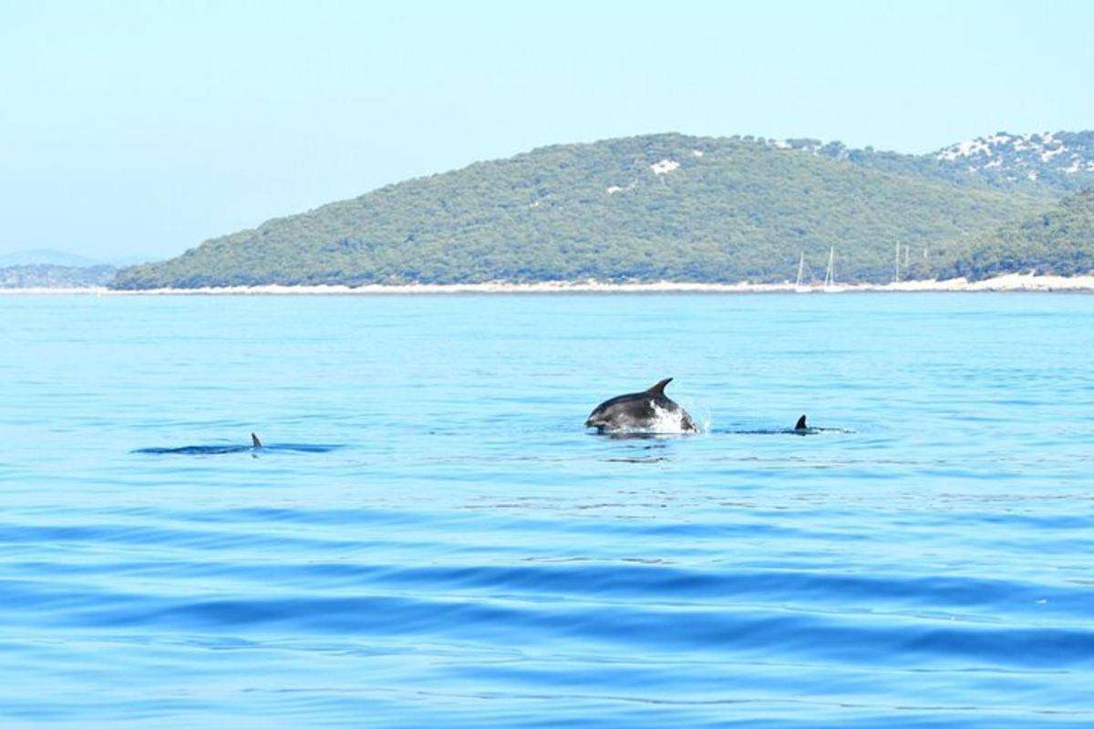 két delfin úszik a vízben egy sziget közelében