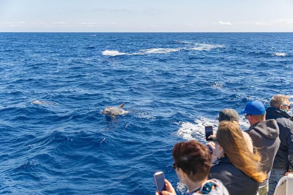 egy csoport ember fényképez egy delfint a vízben