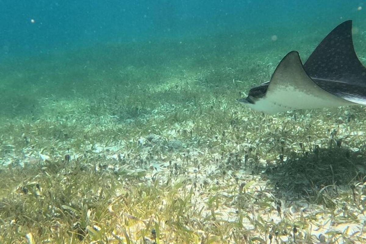 o pisică de mare înotând peste un câmp de iarbă