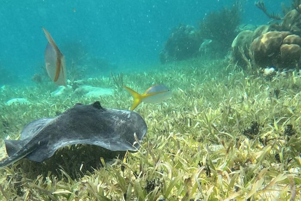 a stingray swimming in the ocean with other fish