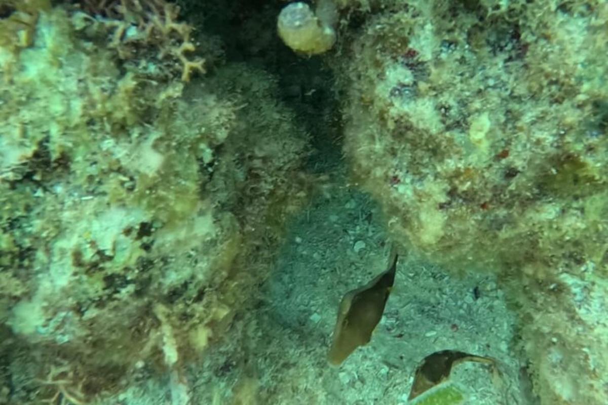 a fish swimming in the water near a coral reef