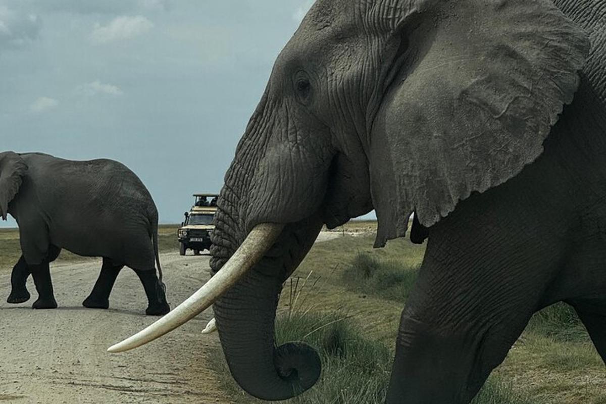 een olifant die met een babyolifant over een weg loopt