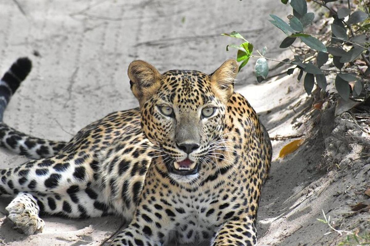 a jaguar laying on the ground with its mouth open