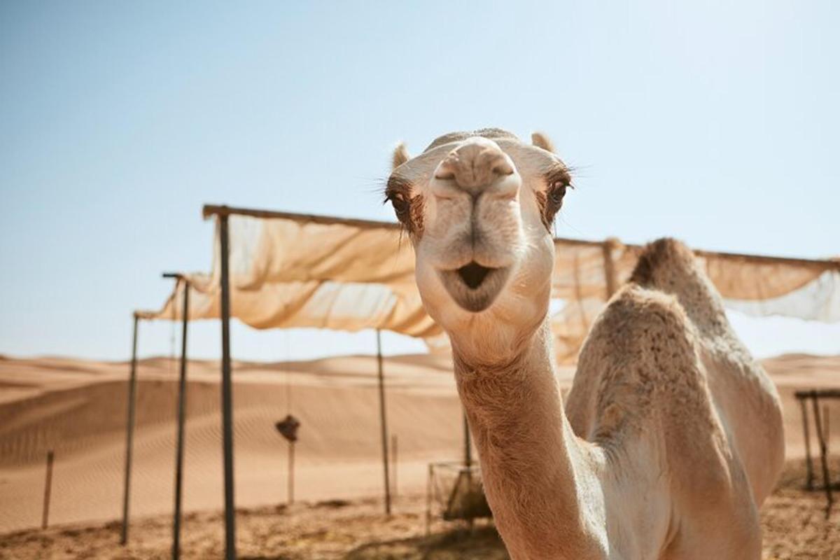 Un camello mirando a la cámara con su cara.