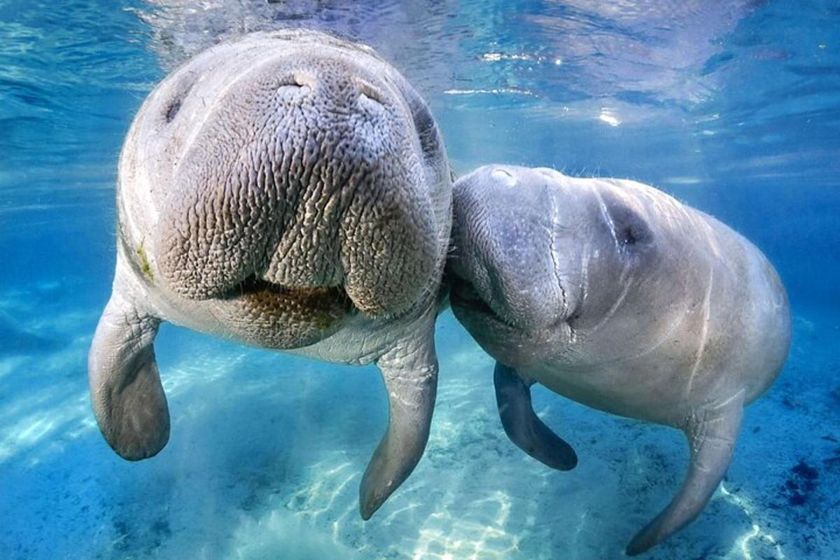 twee dieren zwemmen in het water