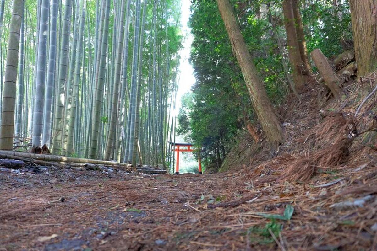 jalan di dalam hutan buluh dengan pintu merah