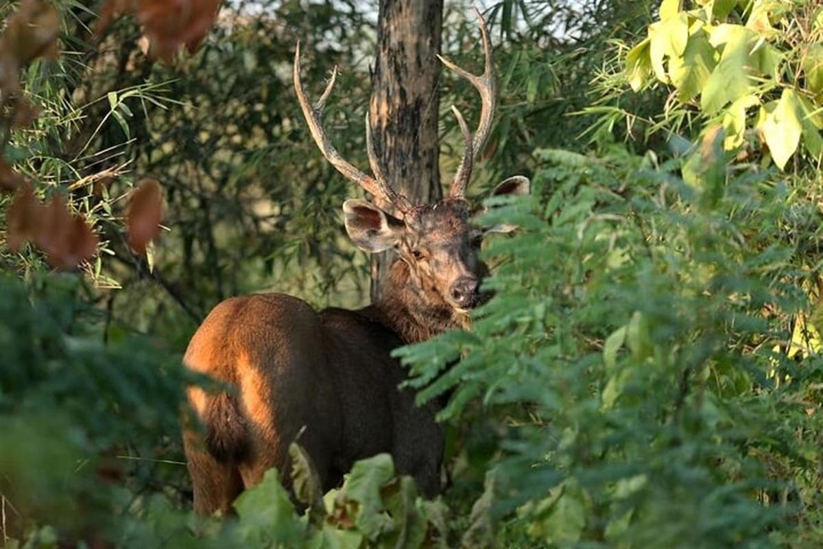 a deer with large antlers standing in the woods