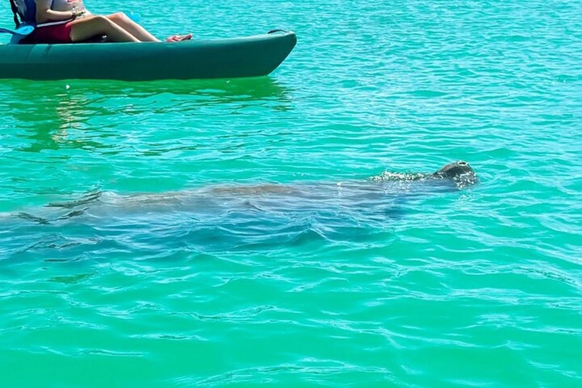 delfin plava v vodi poleg čolna