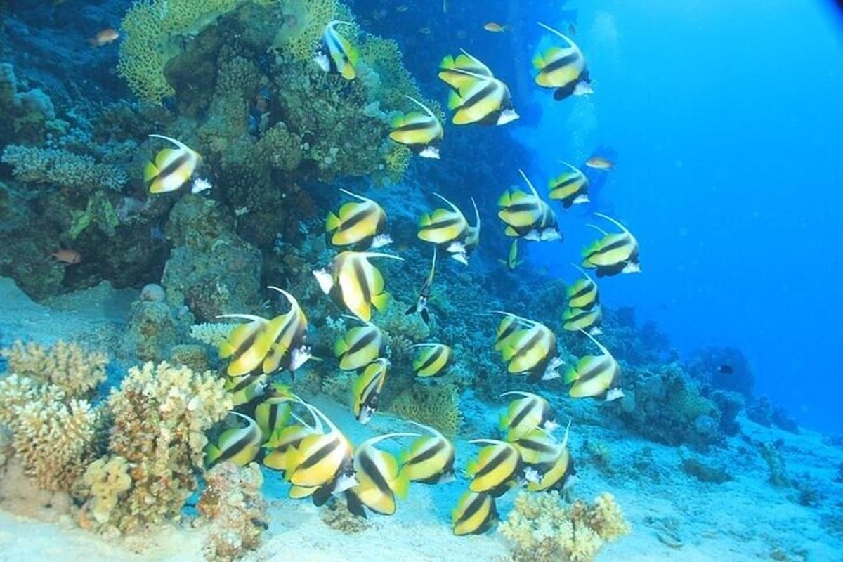 サンゴ礁の魚の群れ
