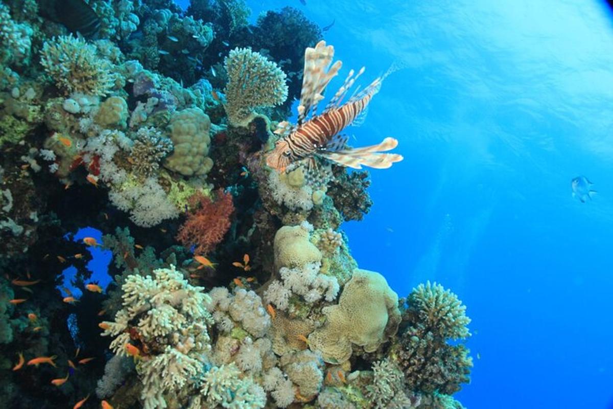 un récif corallien avec un groupe de poissons dans l'océan