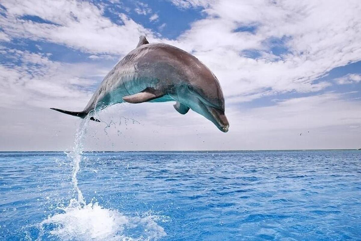 un delfino che salta fuori dall'acqua